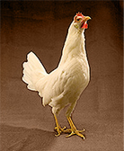 Csirke, tyúk